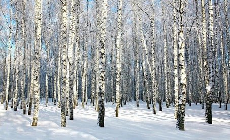 Birch Wood Forest wallpaper