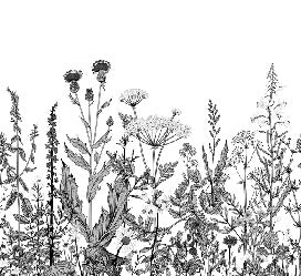 Black and white botanical folk wallpaper