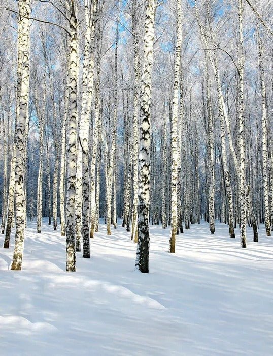 Birch Wood Forest wallpaper