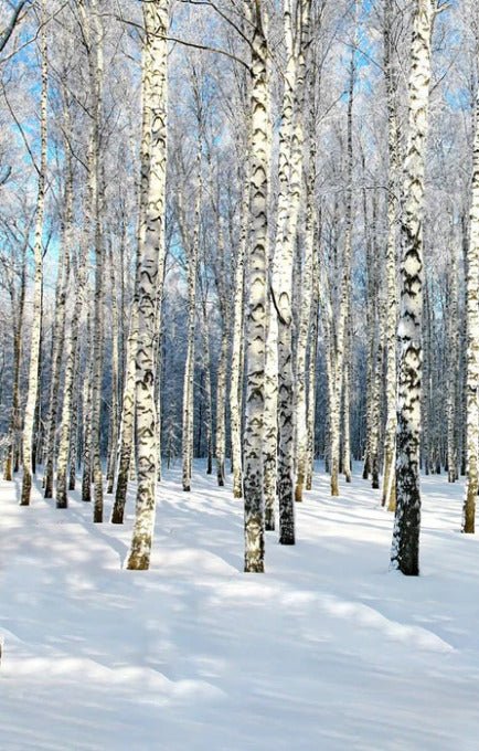Birch Wood Forest wallpaper