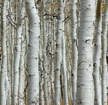 Birch Forest Wallpaper