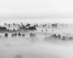 Misty wood wallpaper