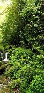 Cascade & Forest Wallpaper