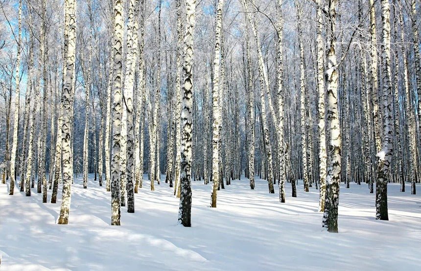 Birch Wood Forest Wallpaper