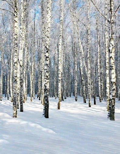 Birch Wood Forest wallpaper