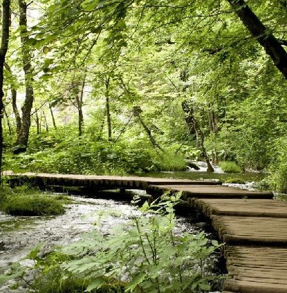 Bistro trompe l'oeil forest path wallpaper