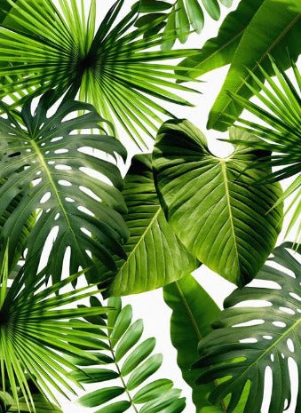 Greenery wallpaper