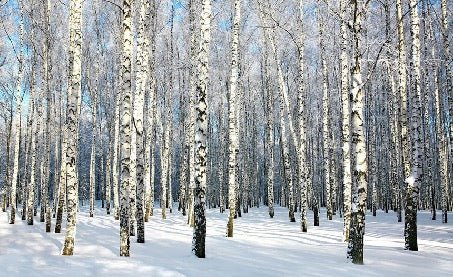 Birch Wood Forest wallpaper