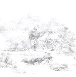 Watercolor pine forest wallpaper