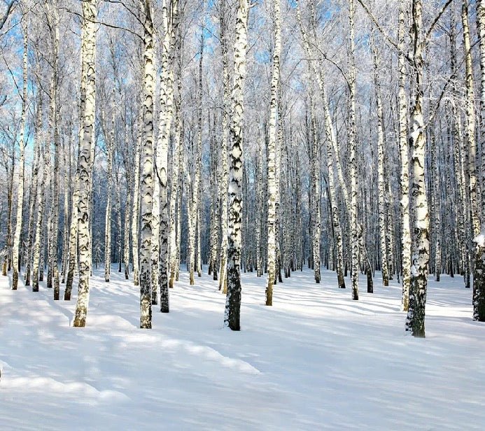 Birch Wood Forest wallpaper