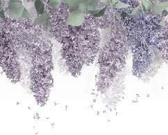 Glycine Provence wallpaper