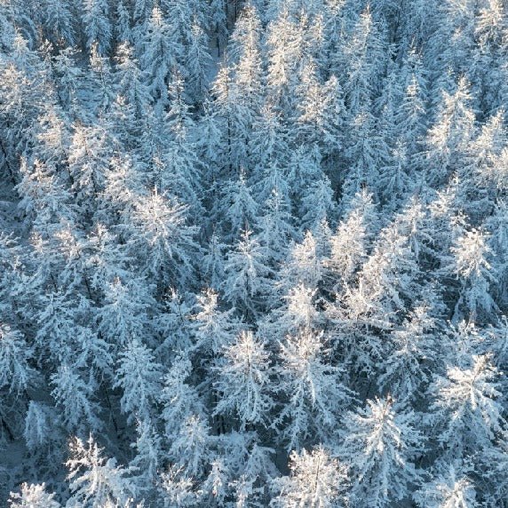 Alpine peaks forest wallpaper