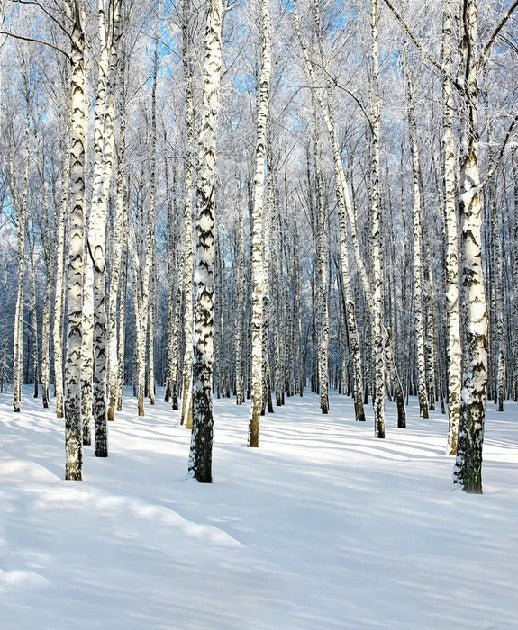 Birch Wood Forest wallpaper