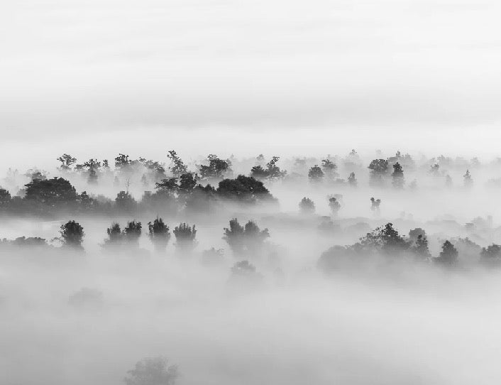 Misty wood wallpaper