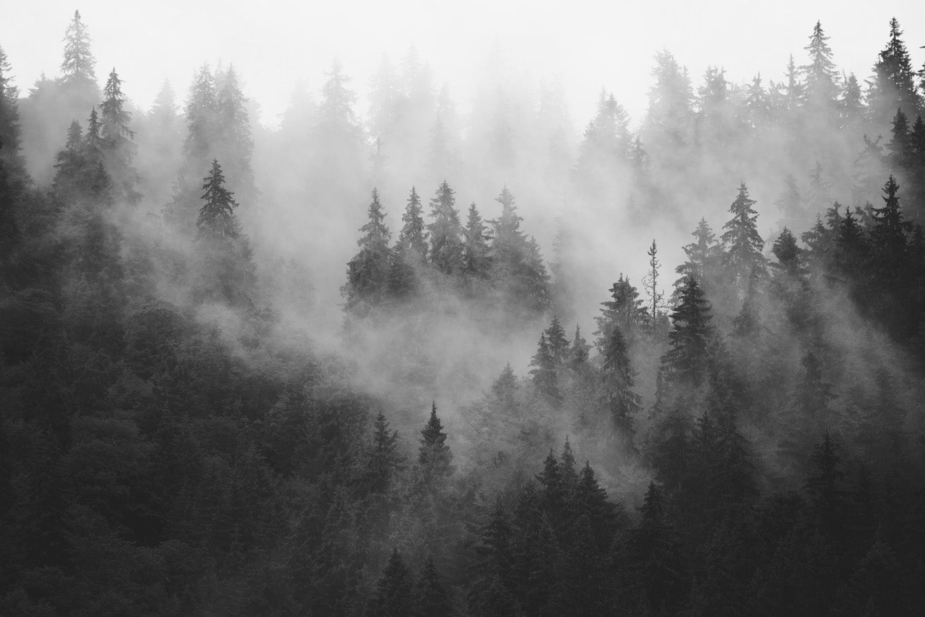 Papier peint forêt brumeuse noir et blanc, mural concept, tendance