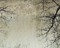 Enchanted Forest wallpaper