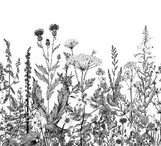 Black and white botanical folk wallpaper