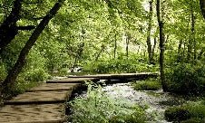 Trompe l'oeil forest path bistro wallpaper