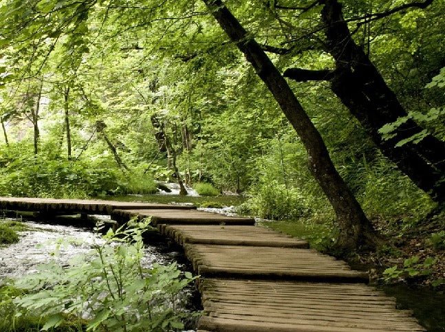 Bistro trompe l'oeil forest path wallpaper