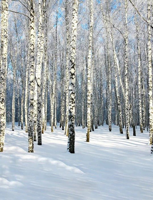 Birch Wood Forest wallpaper