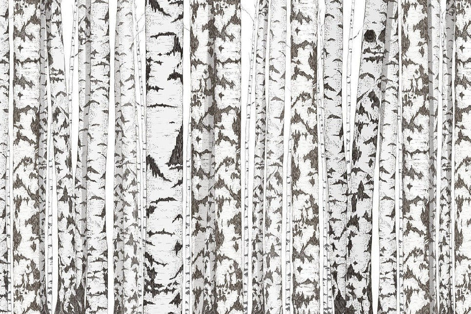 Black and white birch wallpaper