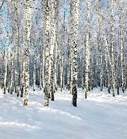 Birch Wood Forest wallpaper