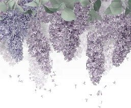 Papier peint Glycine Provence, XXL, tendance