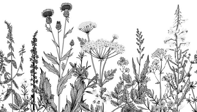 Black and white botanical folk wallpaper