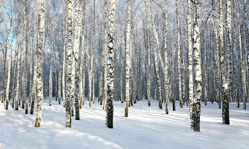 Birch Wood Forest wallpaper