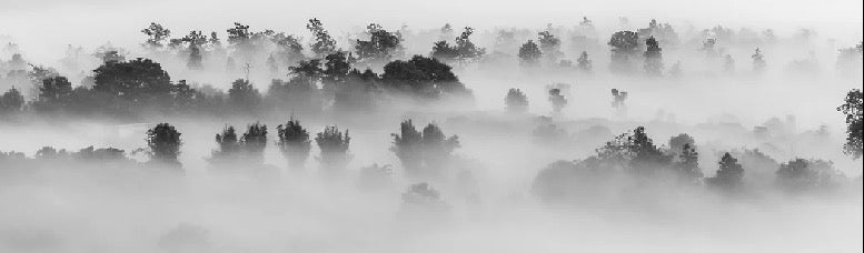 Misty wood wallpaper