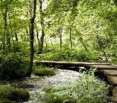 Bistro trompe l'oeil forest path wallpaper