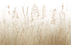 Wheat field flower wallpaper