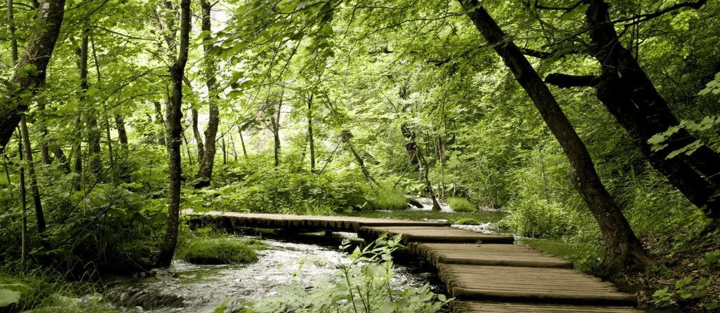 Trompe l'oeil forest path bistro wallpaper