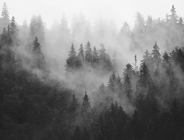 Black and white misty forest wallpaper