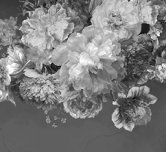 Black and white peony flower wallpaper