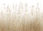 Wheat field flower wallpaper