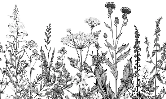 Black and white botanical folk wallpaper