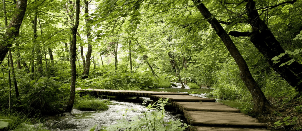 Trompe l'oeil forest path bistro wallpaper