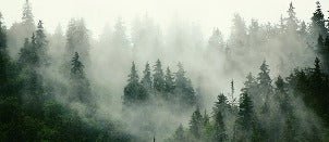 Papier peint forêt brumeuse verte, XXL, tendance