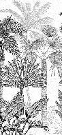 Papier peint toilette jungle cocotier tendance gravure, XXL, tendance
