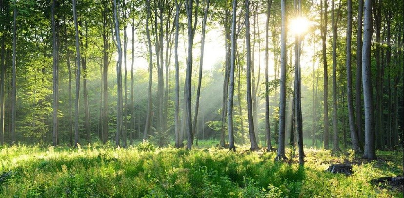 Panoramic pine forest wallpaper