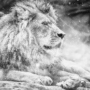 Papier peint jungle the King lion, XXL, tendance