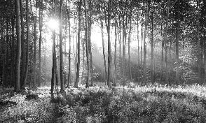Papier peint panoramique forêt de pins