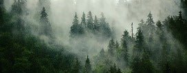 Green misty forest wallpaper