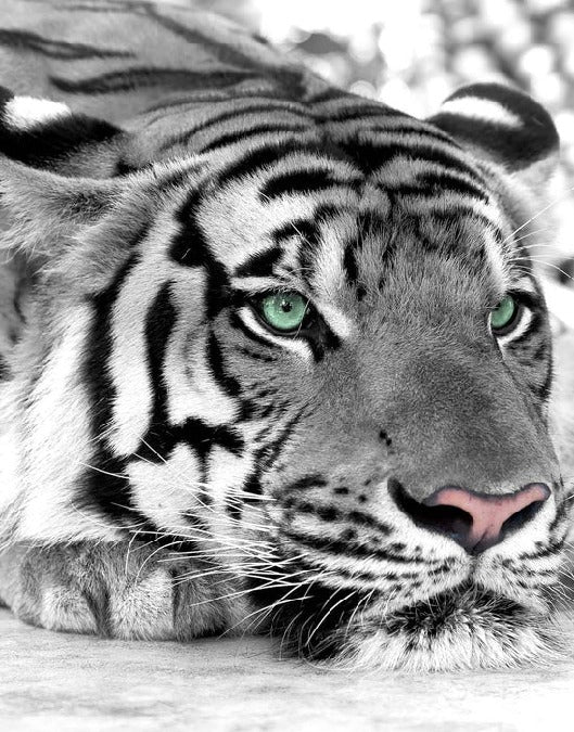 Majestic White Tiger wallpaper