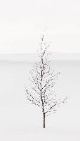 Papier peint pureté arbre, XXL, tendance