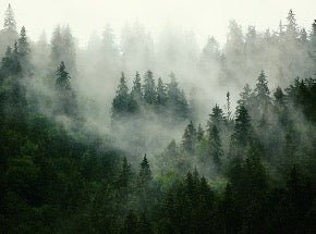 Papier peint forêt brumeuse verte