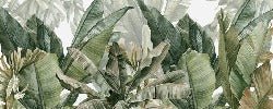 Panoramic green banana wallpaper
