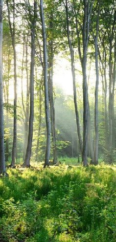 Panoramic pine forest wallpaper