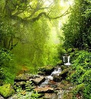 Papier peint Cascade & Forêt